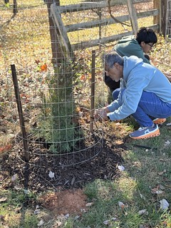 Tree Plant @ ICCP - November 16, 2024
