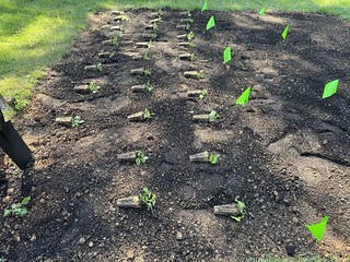 Native Plants Garden